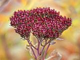 Fall Flower_28283